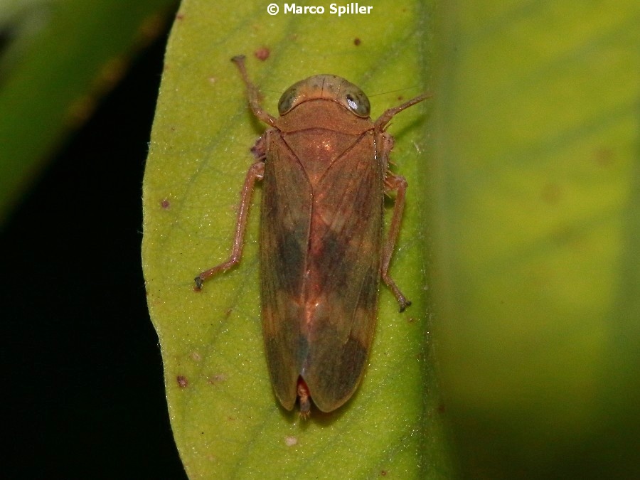 Cicadellidae: Jikradia olitoria